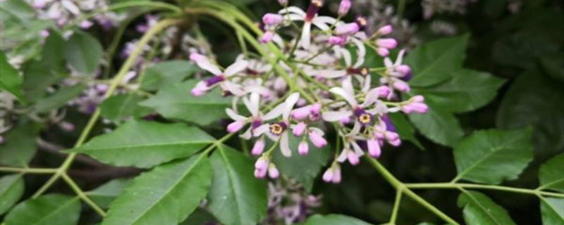 丁香花可以用种子繁殖吗，丁香