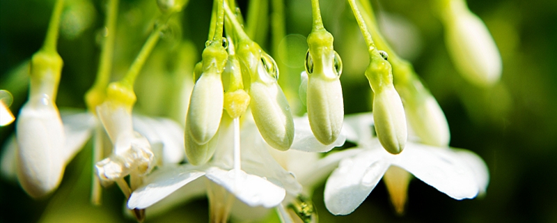 茉莉花可以用淘米水浇吗，浇花