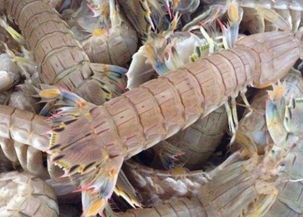 皮皮虾属不属于发物 吃皮皮虾注意什么