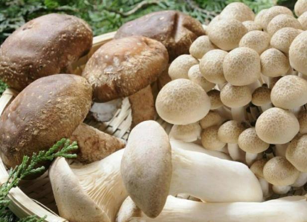 吃蘑菇会胖吗 怎么吃蘑菇减