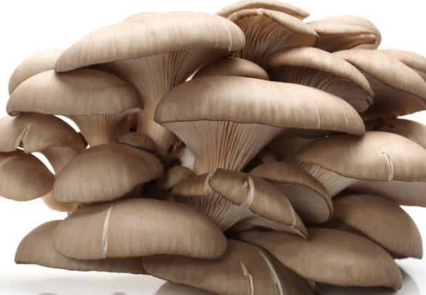 蘑菇放冰箱10天能吃吗 蘑菇