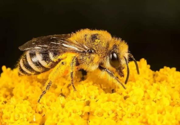 蜂花粉怎么使用？蜂花粉的作用