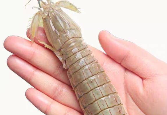 皮皮虾死了多久不能吃 增生细菌威胁人体健康