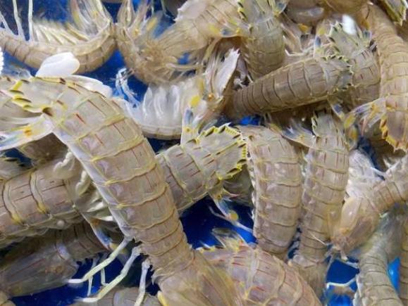 吃皮皮虾对身体有什么影响 