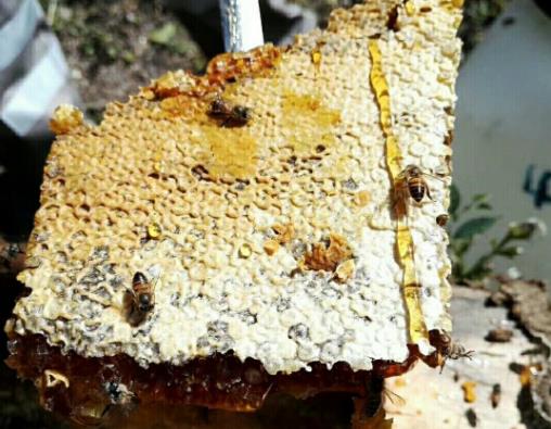 老巢蜜治疗鼻炎是真的吗？老巢蜂蜜为什么是黑的