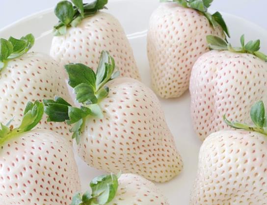 白色草莓是什么品种？白色草莓