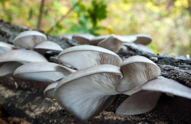蘑菇可以生吃吗 蘑菇有哪些