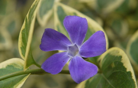 长春蔓的变种植物——花叶蔓长春