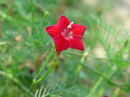 茑萝的花期