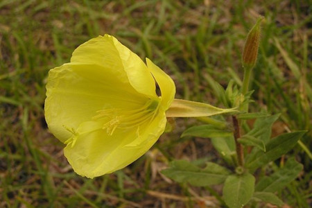 黄花月见草