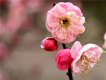 宝剑锋从磨砺出，梅花香自苦寒来 。