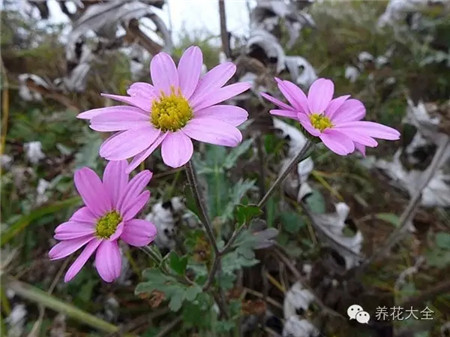 菊花（10~11月赏）