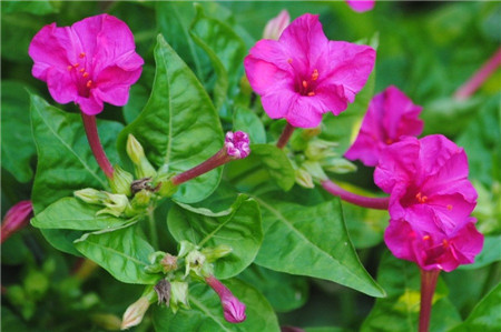 紫茉莉开花需要什么条件