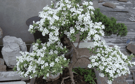 六月雪的花期