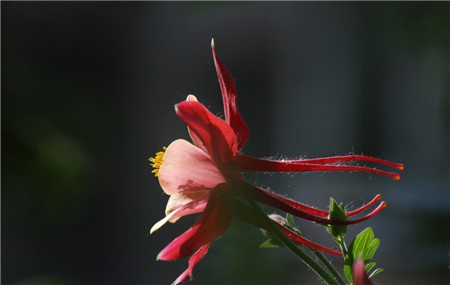 耧斗菜开花图片欣赏