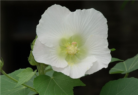 木芙蓉花开花欣赏