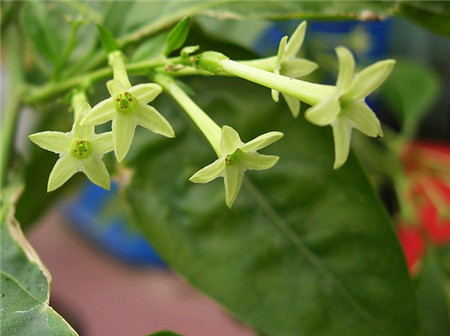 夜来香开花图片