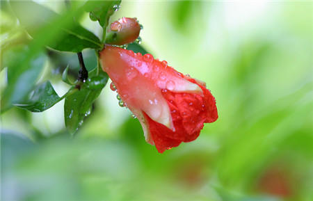 石榴花开花图片欣赏