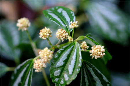 冷水花什么时候开花