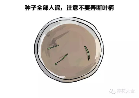 碗莲种子