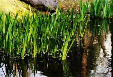 水菖蒲