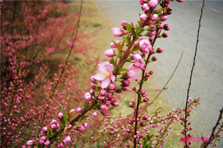 粉花麦李