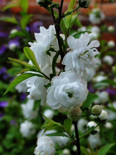 白花重瓣麦李