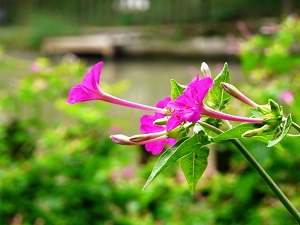 紫茉莉的花朵