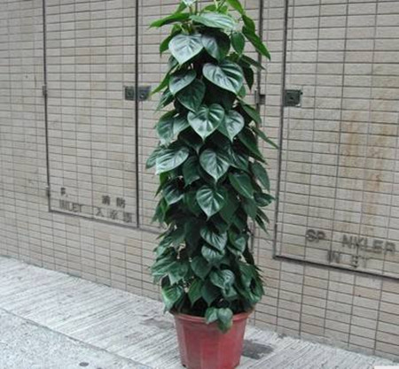 心叶藤植株