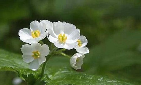 山荷叶的花朵