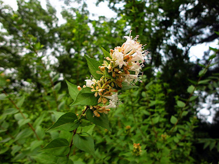 糯米条植株