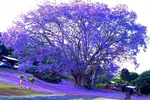 蓝花楹