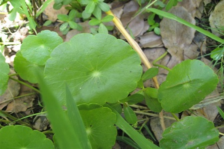 美丽的香菇草