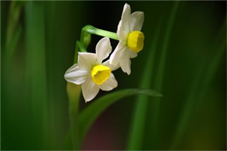 水仙花