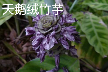 天鹅绒竹芋