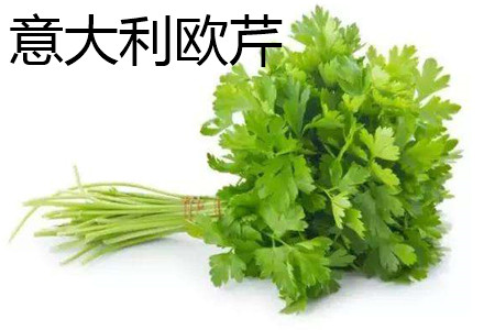 意大利欧芹