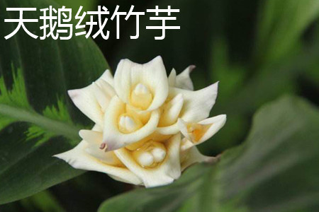 天鹅绒竹芋