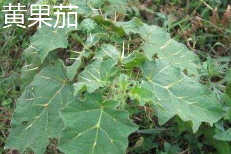 黄果茄