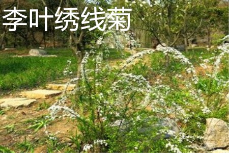 李叶绣线菊植株