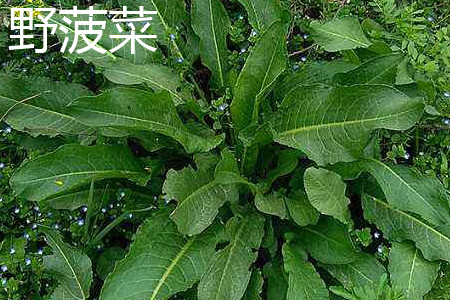 野菠菜