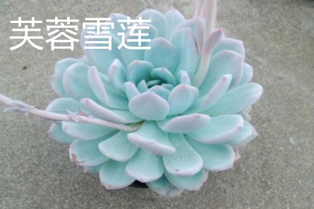 芙蓉雪莲