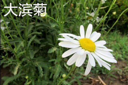 大滨菊植株.jpg