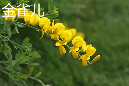 锦鸡儿花