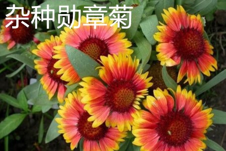 杂种勋章菊