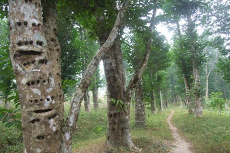 沉香树