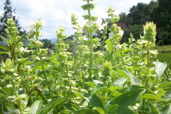 种了这10盆香草，家里不用买调