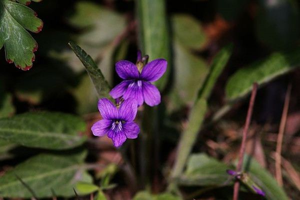 紫花地丁什么时候开花