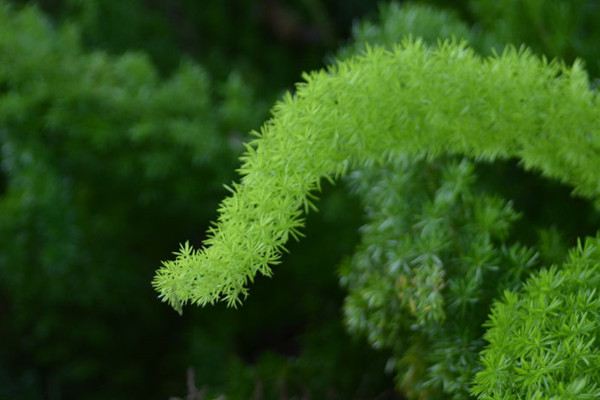 那些疑似来自非洲的花花