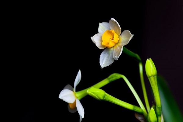 水仙花在冬天容易活吗