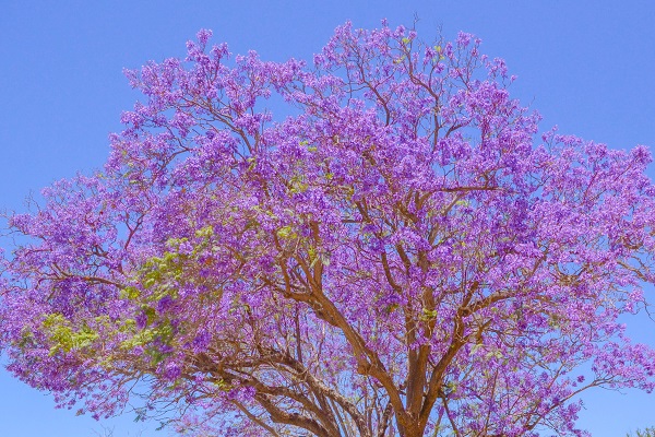 蓝花楹什么时候开花